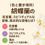 胡蝶蘭の花言葉とスピリチュアル・風水的な意味|色と置き場所で運気UP